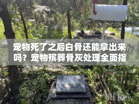 宠物死了之后白骨还能拿出来吗？宠物殡葬骨灰处理全面指南