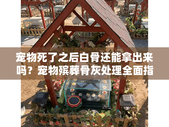 宠物死了之后白骨还能拿出来吗？宠物殡葬骨灰处理全面指南