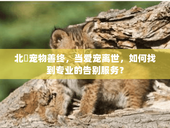 北滘宠物善终，当爱宠离世，如何找到专业的告别服务？