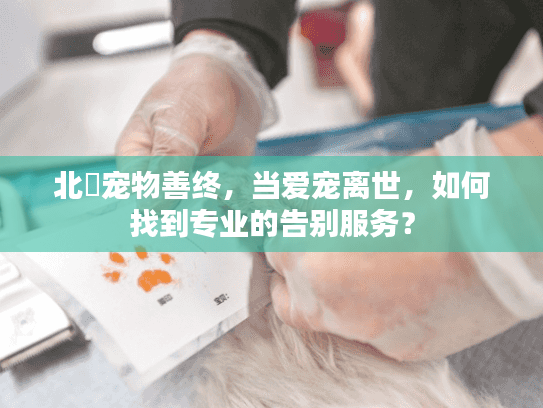 北滘宠物善终，当爱宠离世，如何找到专业的告别服务？