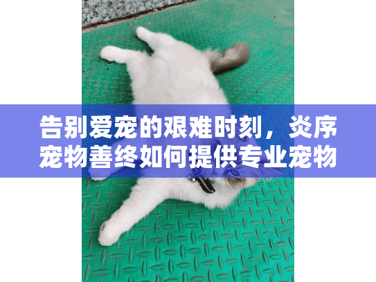 告别爱宠的艰难时刻，炎序宠物善终如何提供专业宠物殡葬服务