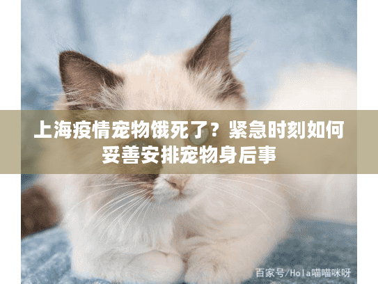 上海疫情宠物饿死了？紧急时刻如何妥善安排宠物身后事