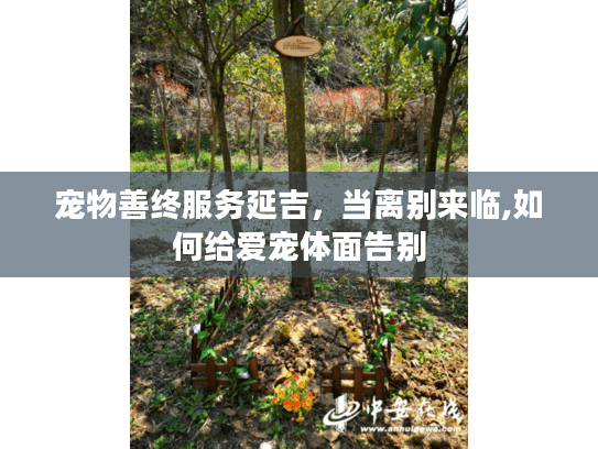 宠物善终服务延吉，当离别来临,如何给爱宠体面告别