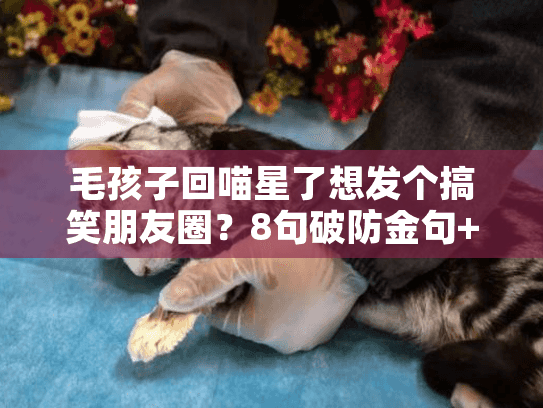 毛孩子回喵星了想发个搞笑朋友圈？8句破防金句+宠物殡葬避坑指南