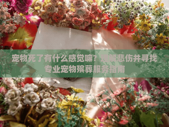 宠物死了有什么感觉嘛？理解悲伤并寻找专业宠物殡葬服务指南