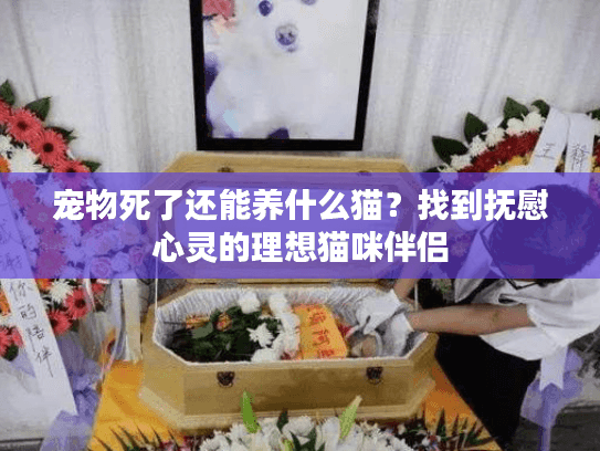 宠物死了还能养什么猫？找到抚慰心灵的理想猫咪伴侣