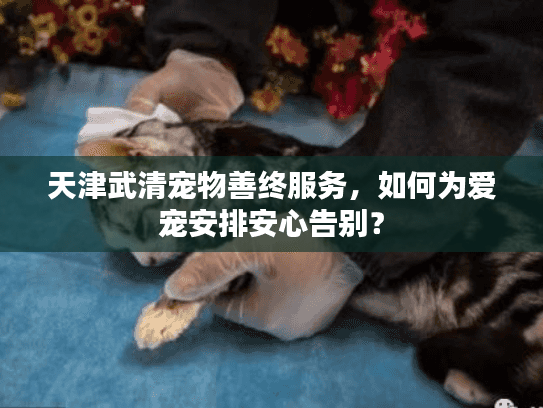 天津武清宠物善终服务，如何为爱宠安排安心告别？