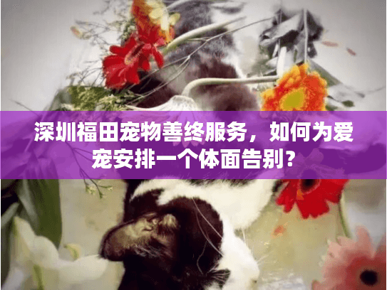 深圳福田宠物善终服务，如何为爱宠安排一个体面告别？