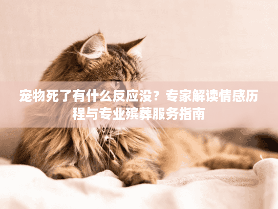 宠物死了有什么反应没？专家解读情感历程与专业殡葬服务指南