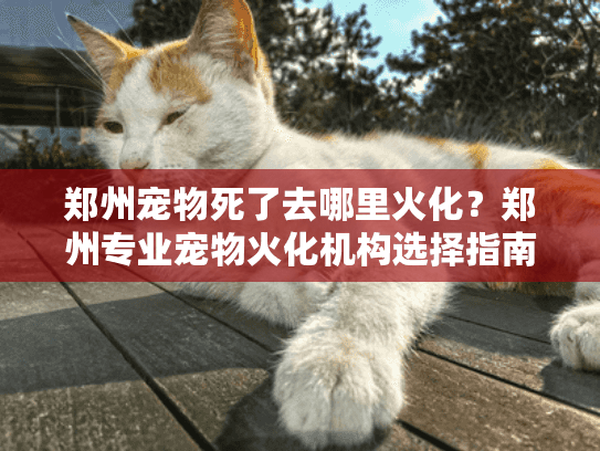 郑州宠物死了去哪里火化？郑州专业宠物火化机构选择指南