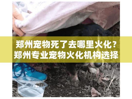 郑州宠物死了去哪里火化？郑州专业宠物火化机构选择指南