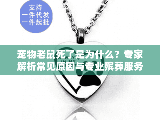 宠物老鼠死了是为什么？专家解析常见原因与专业殡葬服务指南