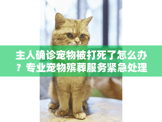 主人确诊宠物被打死了怎么办？专业宠物殡葬服务紧急处理方案