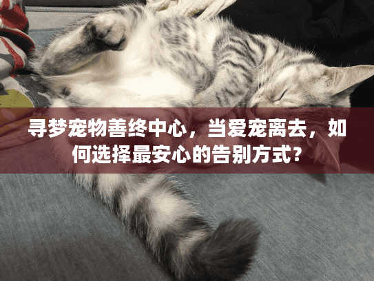 寻梦宠物善终中心，当爱宠离去，如何选择最安心的告别方式？