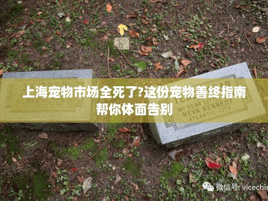 上海宠物市场全死了?这份宠物善终指南帮你体面告别