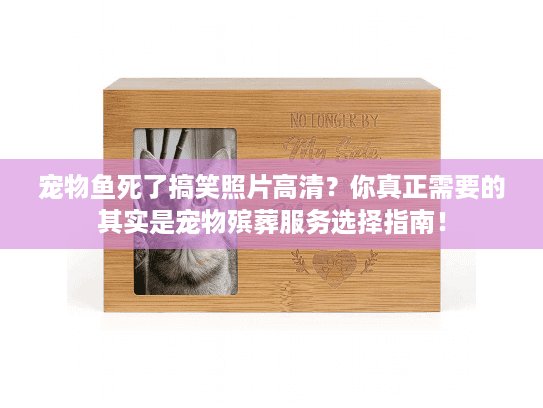 宠物鱼死了搞笑照片高清？你真正需要的其实是宠物殡葬服务选择指南！
