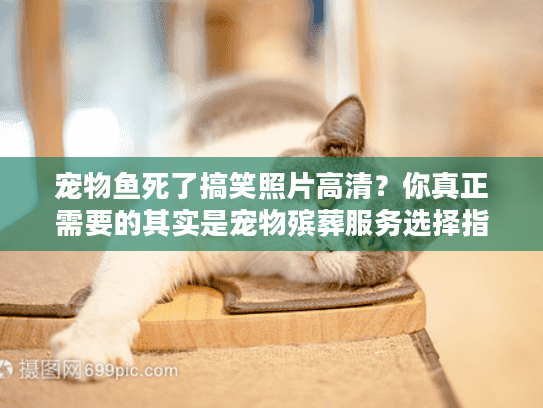 宠物鱼死了搞笑照片高清？你真正需要的其实是宠物殡葬服务选择指南！