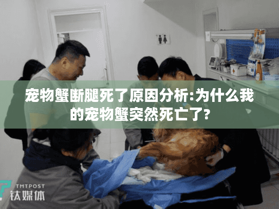 宠物蟹断腿死了原因分析:为什么我的宠物蟹突然死亡了?