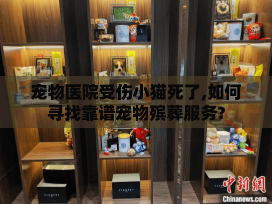 宠物医院受伤小猫死了,如何寻找靠谱宠物殡葬服务?