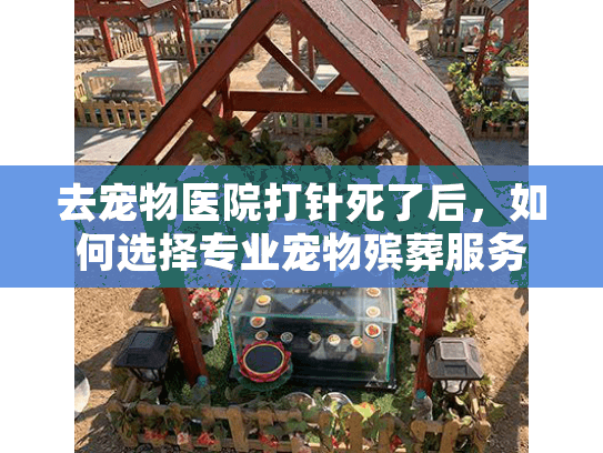 去宠物医院打针死了后，如何选择专业宠物殡葬服务？
