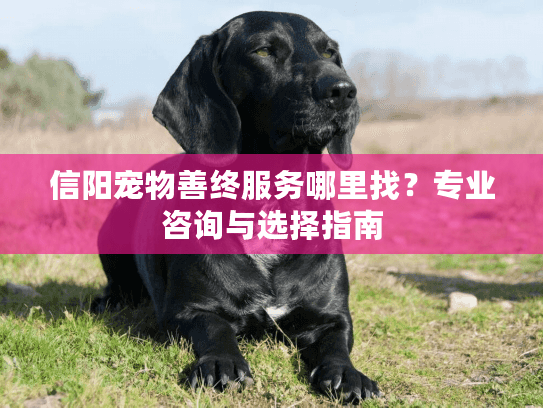 信阳宠物善终服务哪里找？专业咨询与选择指南