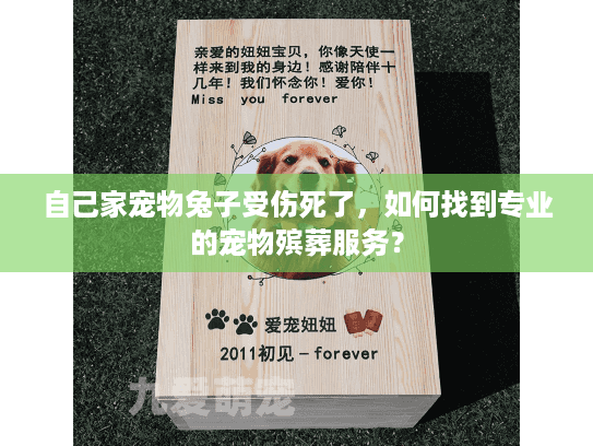 自己家宠物兔子受伤死了，如何找到专业的宠物殡葬服务？