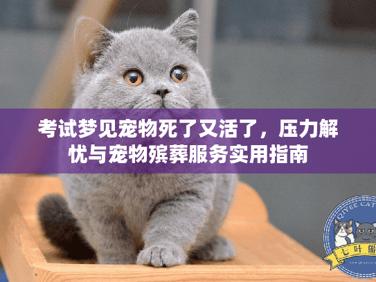 考试梦见宠物死了又活了，压力解忧与宠物殡葬服务实用指南