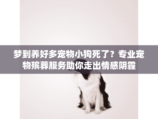 梦到养好多宠物小狗死了？专业宠物殡葬服务助你走出情感阴霾