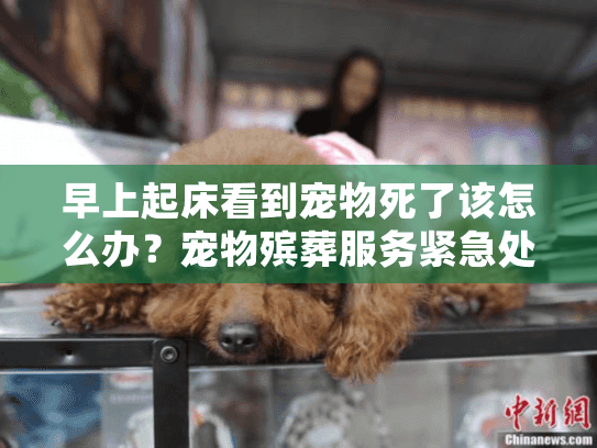 早上起床看到宠物死了该怎么办？宠物殡葬服务紧急处理指南