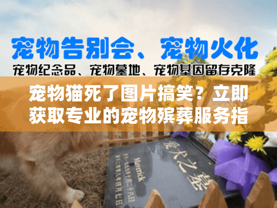 宠物猫死了图片搞笑？立即获取专业的宠物殡葬服务指南！