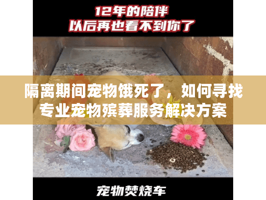 隔离期间宠物饿死了，如何寻找专业宠物殡葬服务解决方案