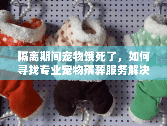 隔离期间宠物饿死了，如何寻找专业宠物殡葬服务解决方案