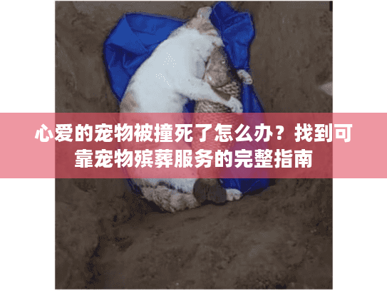 心爱的宠物被撞死了怎么办？找到可靠宠物殡葬服务的完整指南