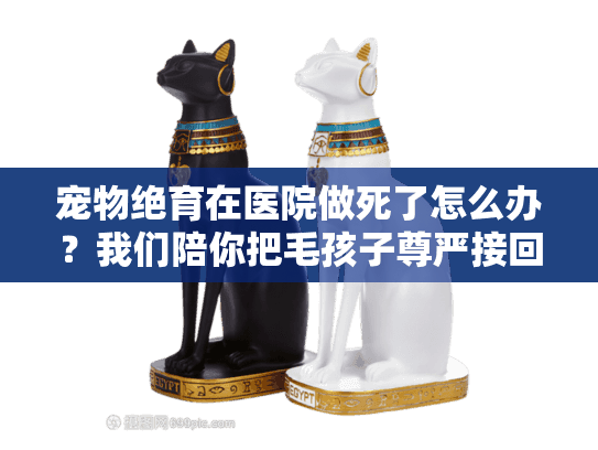 宠物绝育在医院做死了怎么办？我们陪你把毛孩子尊严接回家