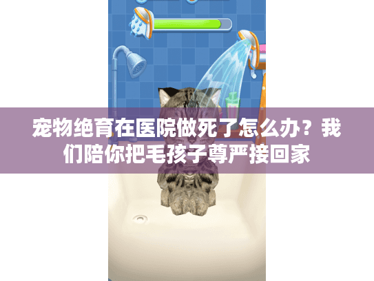 宠物绝育在医院做死了怎么办？我们陪你把毛孩子尊严接回家
