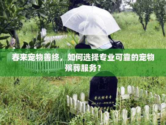 春来宠物善终，如何选择专业可靠的宠物殡葬服务？