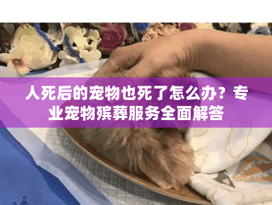 人死后的宠物也死了怎么办？专业宠物殡葬服务全面解答