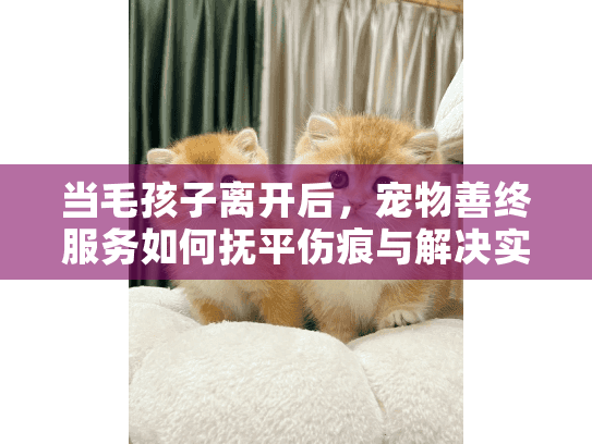 当毛孩子离开后，宠物善终服务如何抚平伤痕与解决实际难题
