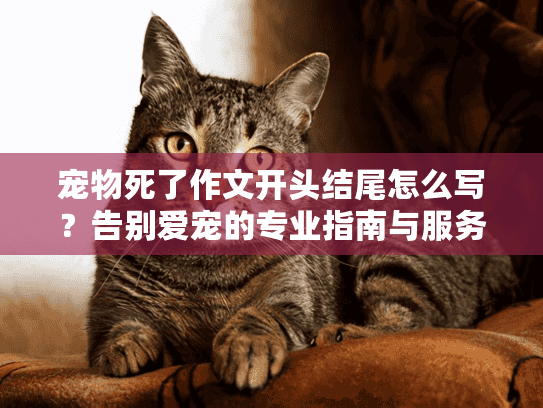 宠物死了作文开头结尾怎么写？告别爱宠的专业指南与服务选择