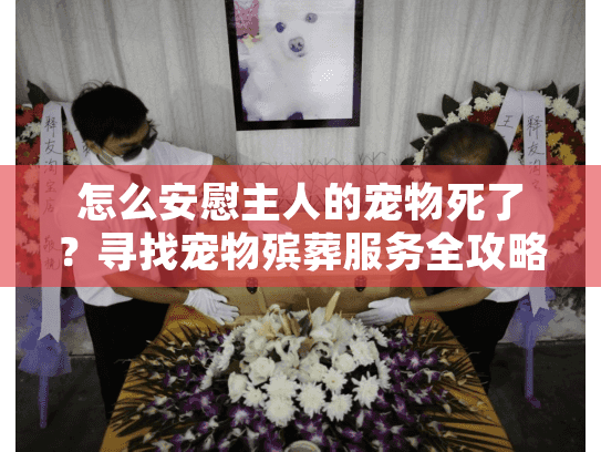怎么安慰主人的宠物死了？寻找宠物殡葬服务全攻略