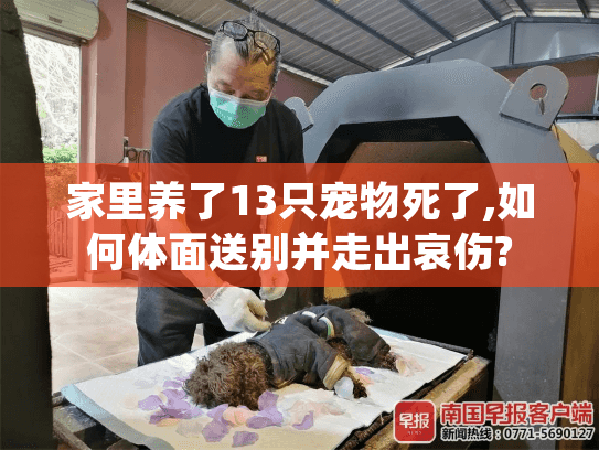家里养了13只宠物死了,如何体面送别并走出哀伤?