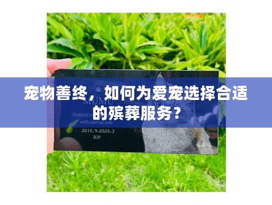 宠物善终，如何为爱宠选择合适的殡葬服务？