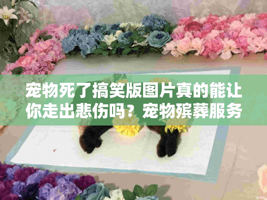 宠物死了搞笑版图片真的能让你走出悲伤吗？宠物殡葬服务全面指南