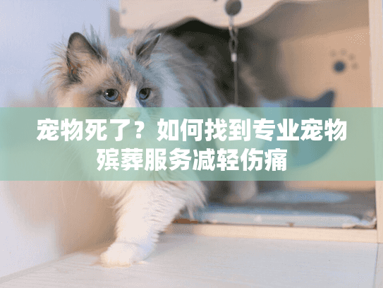 宠物死了？如何找到专业宠物殡葬服务减轻伤痛