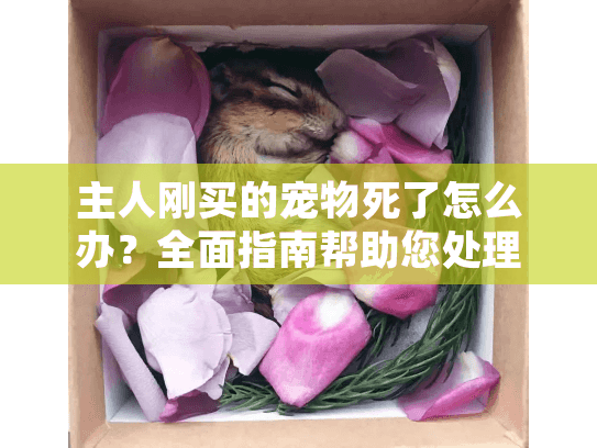 主人刚买的宠物死了怎么办？全面指南帮助您处理丧宠之痛