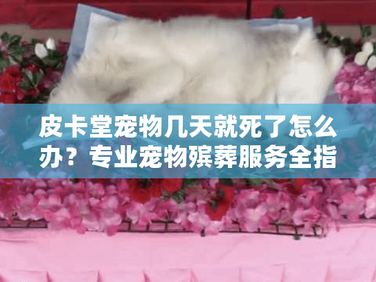 皮卡堂宠物几天就死了怎么办？专业宠物殡葬服务全指南