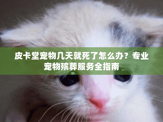 皮卡堂宠物几天就死了怎么办？专业宠物殡葬服务全指南