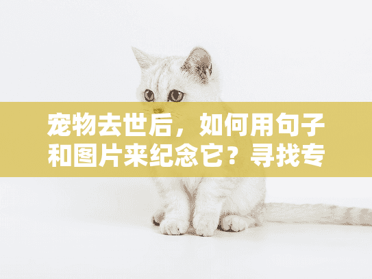 宠物去世后，如何用句子和图片来纪念它？寻找专业宠物殡葬服务指南