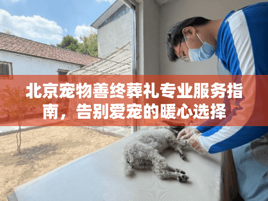 北京宠物善终葬礼专业服务指南，告别爱宠的暖心选择