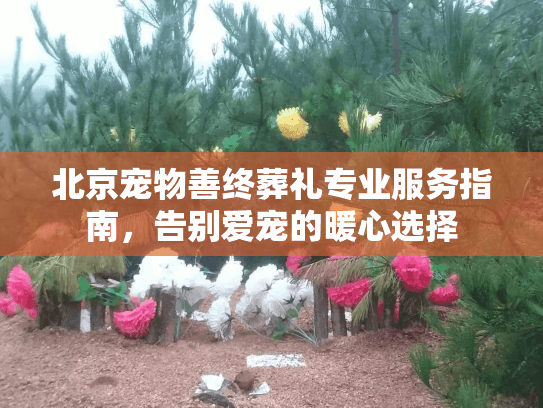 北京宠物善终葬礼专业服务指南，告别爱宠的暖心选择
